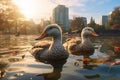 Two ducks floating on lake Royalty Free Stock Photo