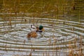 two ducks swimming in a lake with reedy grasses around Royalty Free Stock Photo