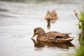 Two ducks in a pond in nature. Royalty Free Stock Photo