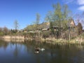 two ducks in a pond Royalty Free Stock Photo