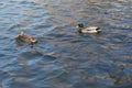 Two ducks on pond. Sunlight on water. Spring. Wings in move, Royalty Free Stock Photo