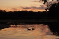 Two Ducks in Pond at Sunset Royalty Free Stock Photo