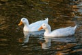 Two Ducks in a Pond Royalty Free Stock Photo