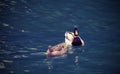 Two ducks on the pond Royalty Free Stock Photo