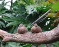 Two ducks resting on a tree branch at the Living Rainforest, Newbury, United Kingdom