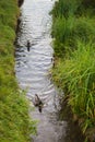 Two ducks on the river in forest. Waterbird concept. Wildlife concept. Waterfowl in pond. Birds swim between two banks with grass Royalty Free Stock Photo