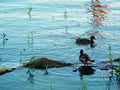 Two ducks, a floating tree, tender green vegetation and their reflection on the surface of the river Royalty Free Stock Photo