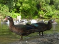 Two ducks on river shore 2 Royalty Free Stock Photo