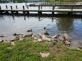 Two ducks on the shore of a river with rocks and pier Royalty Free Stock Photo