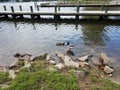 Two ducks on the shore of a river with rocks and pier Royalty Free Stock Photo