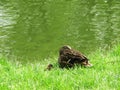 Two ducks in the shore Royalty Free Stock Photo