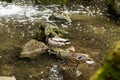 Two ducks sitting on the rocks of a pond near a waterfall. Royalty Free Stock Photo