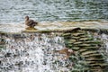 Two ducks sitting on rocks Royalty Free Stock Photo