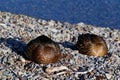 Two ducks are sleeping by the edge of a lake, their heads are tucked under their wings Royalty Free Stock Photo