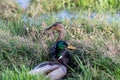 Two ducks in some long grass.