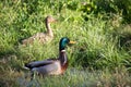 Two ducks in some long grass.