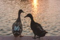 Two ducks are standing at the pier,sunset Royalty Free Stock Photo