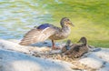 two ducks stand on rocks near the water, one flapping its wings Royalty Free Stock Photo