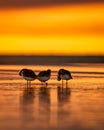 two birds are standing in the water with the sun setting in the background Royalty Free Stock Photo