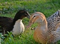 Two ducks standing and taking sunbath in the garden