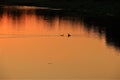 Two ducks during sunset at a lake with trees on the bank of the lake Royalty Free Stock Photo