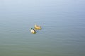 Two ducks swim in blue water on a bright sunny day. Birds swim in a spring pond Royalty Free Stock Photo