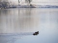 Two ducks swim in the cold pond on a winter morning Royalty Free Stock Photo