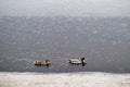 Two ducks swim in the the river near the shore during the rain Royalty Free Stock Photo