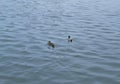 Two ducks swim in the river in ribbed water