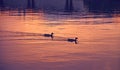 Two ducks swim on the water leaving a trail. Evening sunset Royalty Free Stock Photo