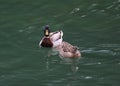 Two ducks swimming in an alpine lake Royalty Free Stock Photo