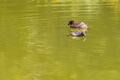 two ducks swims on the water Royalty Free Stock Photo