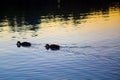 Two ducks swimming and drinking water at calm sunset