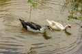 Two ducks swimming in a fresh water pond Royalty Free Stock Photo