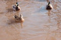 Two ducks are swimming in the green winter water in the pond Royalty Free Stock Photo