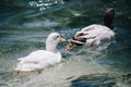 Two ducks swimming in Lago Ghedina, an alpine lake in Cortina D`Ampezzo, Dolomites, Italy Royalty Free Stock Photo