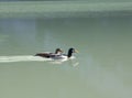 A two ducks swimming in the lake. Close up Royalty Free Stock Photo