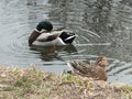 Two ducks swimming on a lake by the land Royalty Free Stock Photo