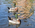 Two ducks swimming in a lake nature animal birds wildlife blue water Royalty Free Stock Photo