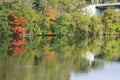 Two ducks swimming in Monongahela River in Morgantown, WV in the fall. Royalty Free Stock Photo