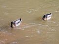 Two ducks swimming in non-limpid water Royalty Free Stock Photo
