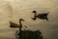 Two ducks swimming in a peaceful lake. Royalty Free Stock Photo