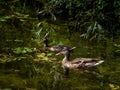 Two ducks swimming peacefully in a pond Royalty Free Stock Photo