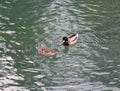 Two ducks swimming in a placid lake Royalty Free Stock Photo