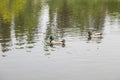 Two ducks are swimming in a pond Royalty Free Stock Photo