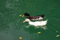 Two ducks swimming in the pond Royalty Free Stock Photo