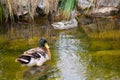 Two ducks are swimming in the pond