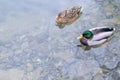 Two ducks swimming in pond Royalty Free Stock Photo