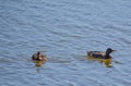 Two Ducks Swimming on a Pond Royalty Free Stock Photo