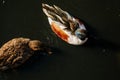 Two ducks swimming in pond, spring sunny day, Close up, male, female, pair  on water, birds and animals in wildlife, selective Royalty Free Stock Photo